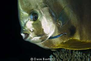 batfish with cleaner by Dave Baxter 